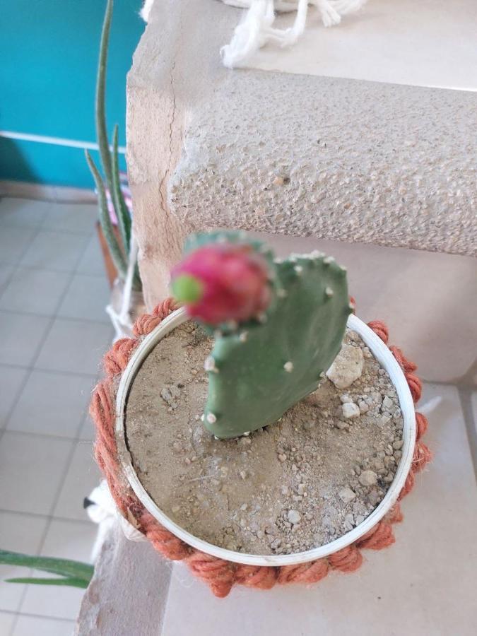 Cho Ku Rei Hostal San José del Cabo エクステリア 写真