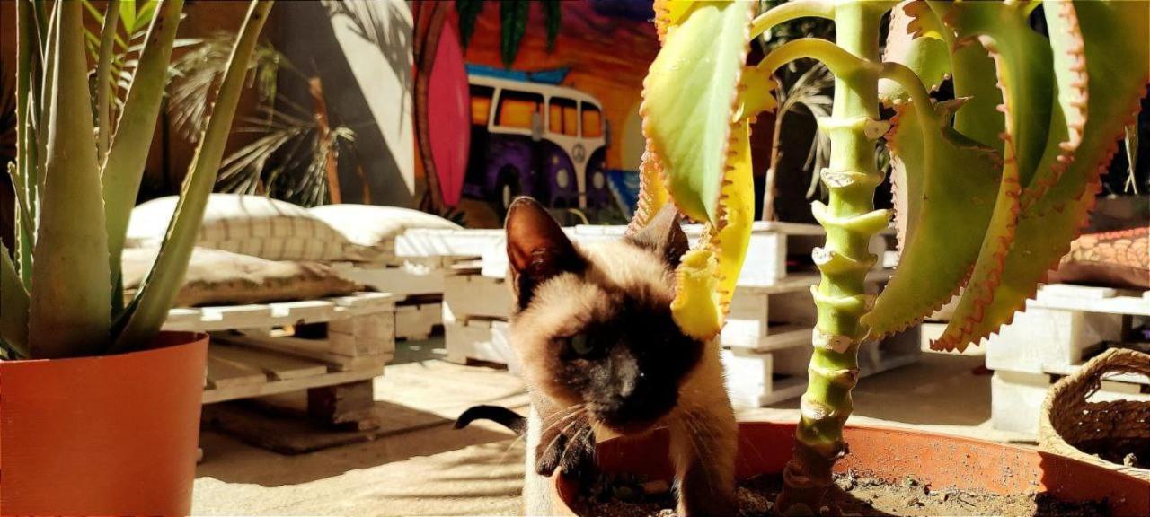 Cho Ku Rei Hostal San José del Cabo エクステリア 写真